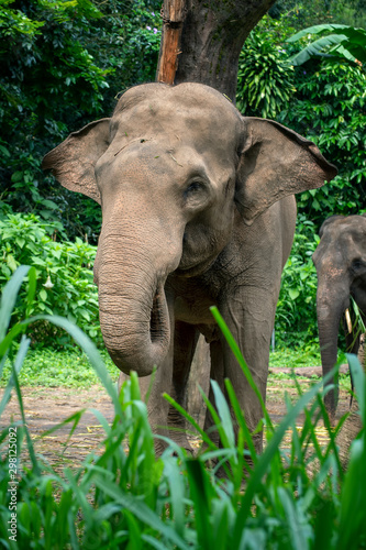 Canvas Print sumatrean elephant
