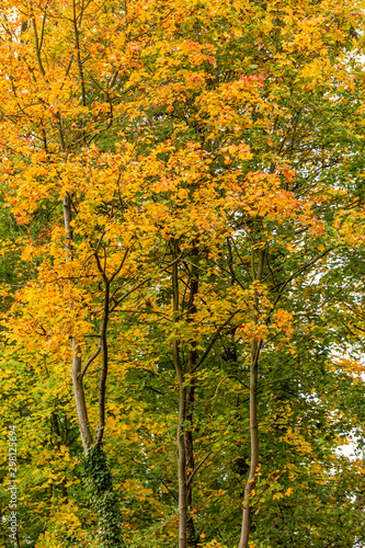Tree with yellow, orange, golden and green leaves at the beginning of autumn