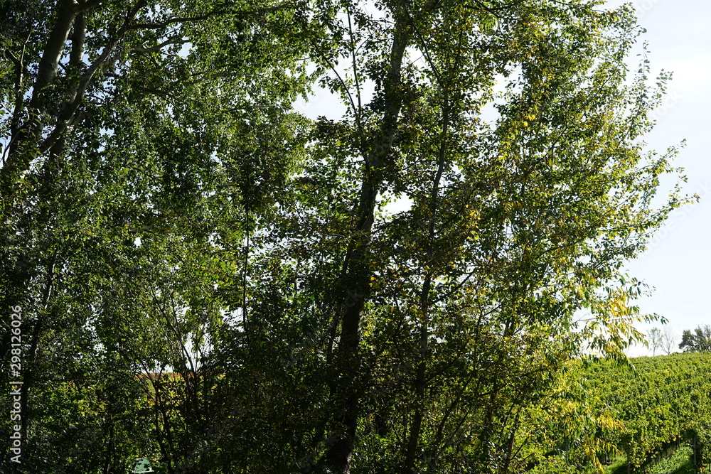 Fototapeta premium Bäume und Weingarten in Edenkoben