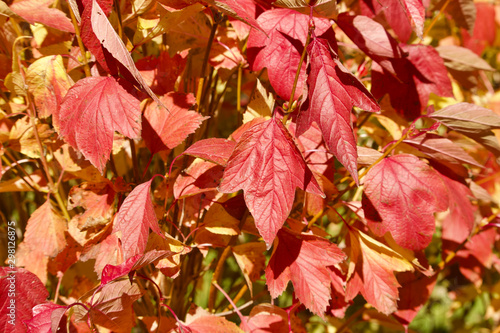 Close up view of bright red color compact cranberry bush leaves on a sunny autumn day