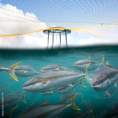 A school of farmed Kingfish swim together under a protective predator net in an open sea fish farm