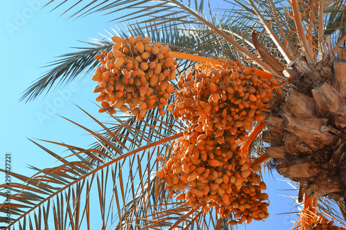  Ripe dates on a palm tree