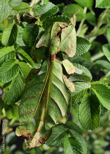 Wandelndes Blatt, Phyllium giganteum, ganzes Tier auf Blättern photo