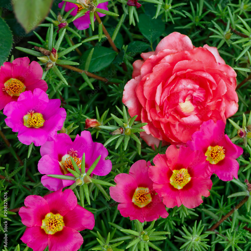 Portulaca oleracea flowers photographed close-up. Ornamental vegetation in the garden. Portulaca oleracea flowers photographed close-up. Ornamental vegetation in the garden.