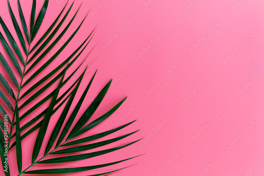 Fototapeta Green leaves of palm tree on bright pink pastel background, Tropical green palm leaves , Top view minimal concept. Flat lay. Blank copy space.