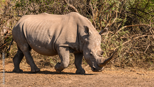 Wallpaper Mural White Rhinoceros bull looking up at the disturbance while approaching the waterhole Torontodigital.ca