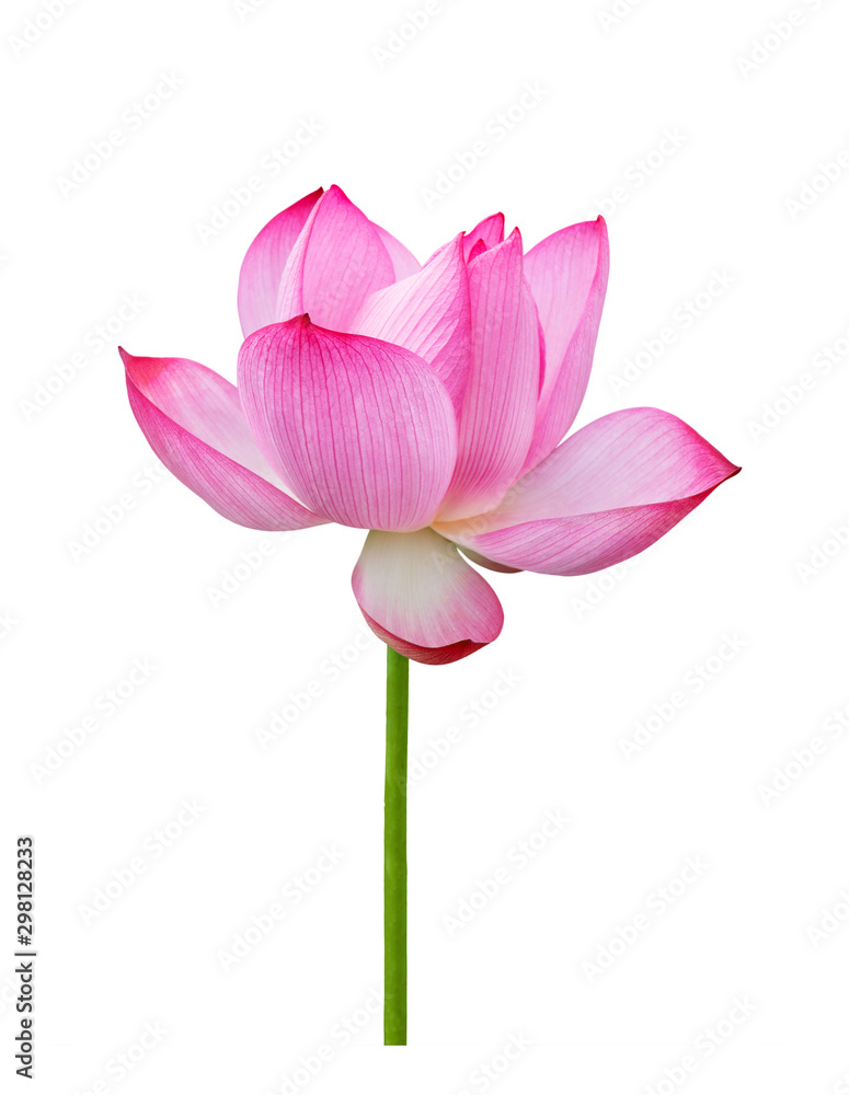 Lotus flower isolated on white background. File contains with clipping path so easy to work. Lotus flower isolated on white background. File contains with clipping path so easy to work.