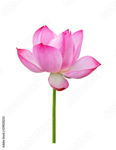 Lotus flower isolated on white background. File contains with clipping path so easy to work.