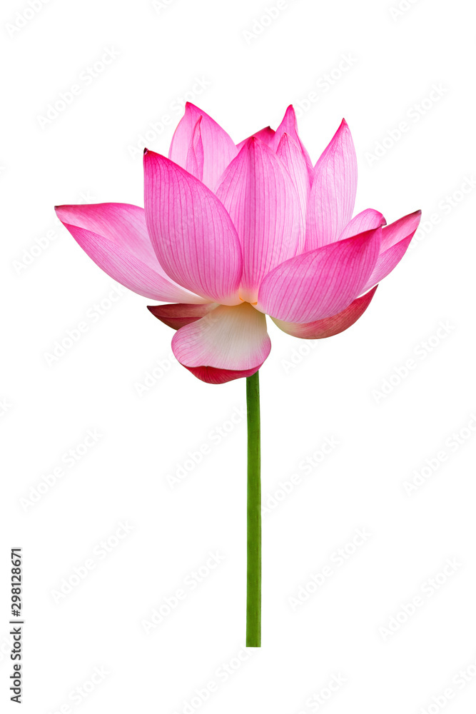 Lotus flower isolated on white background. File contains with clipping path so easy to work.