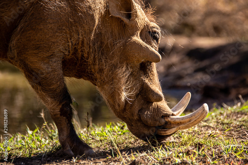Close up portrait of a large Warthog boar grazing  photo