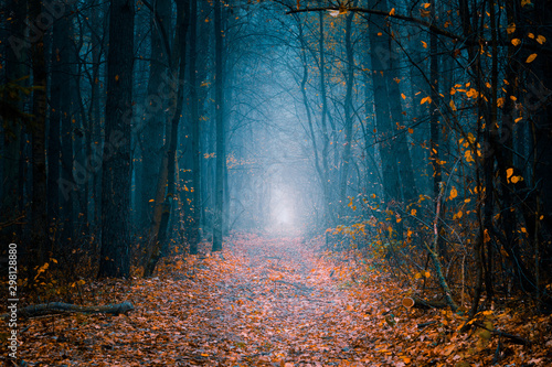 Fototapeta Naklejka Na Ścianę i Meble -  Mysterious pathway. Footpath in the beautiful, foggy, autumn, mysterious forest, among high trees with yellow leaves.