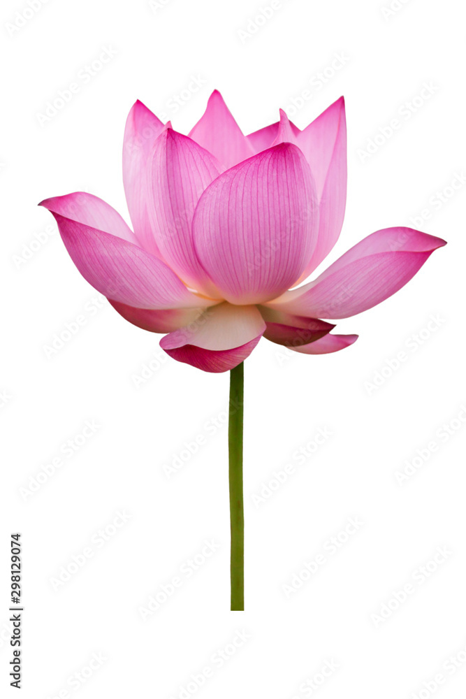 Lotus flower isolated on white background. File contains with clipping path so easy to work.