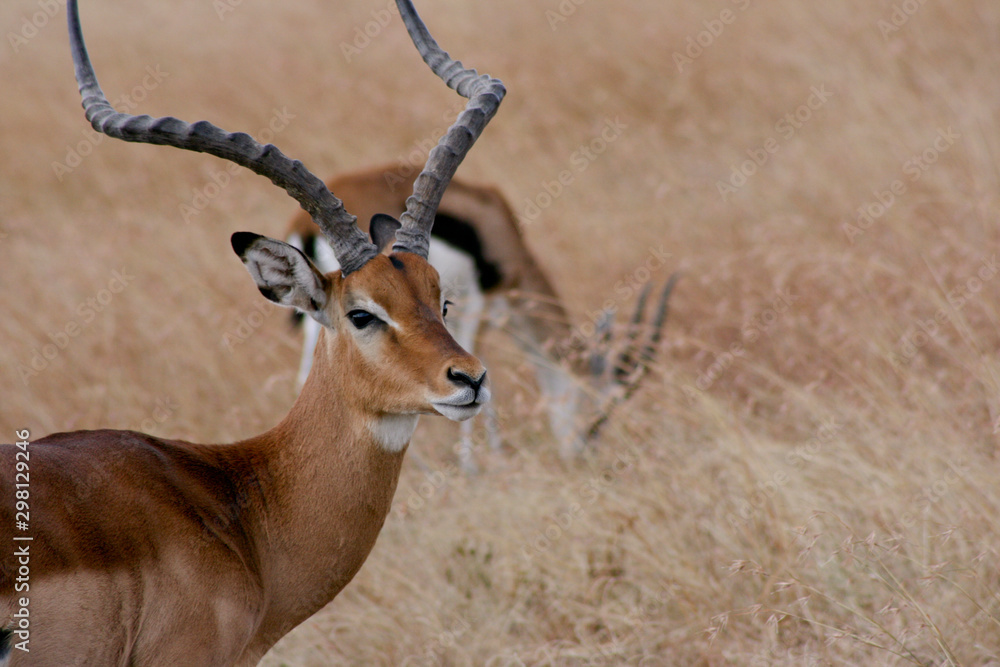 Fototapeta premium Impala
