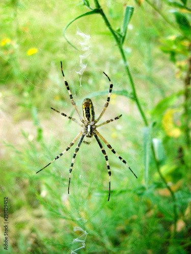 Wasp spider (Argiope bruennichi) on its web © tynza