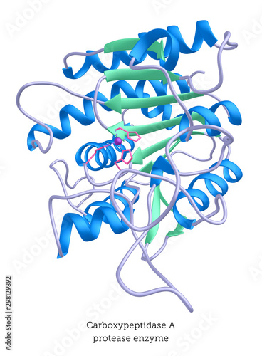 Carboypeptidase digestive enzyme, protein structure.jpg photo