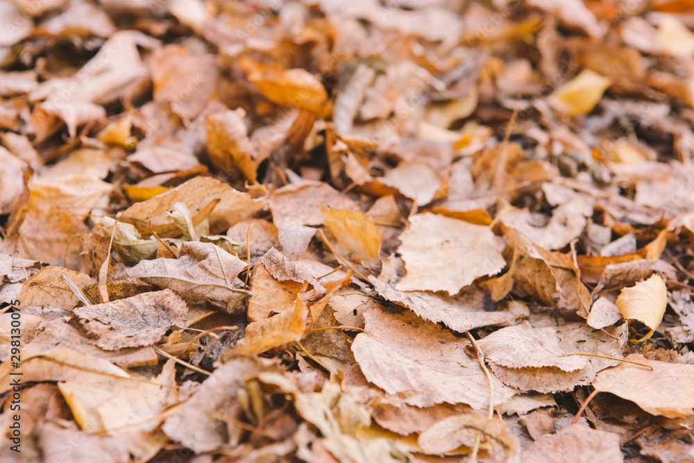 autumn foliage with trees on the ground