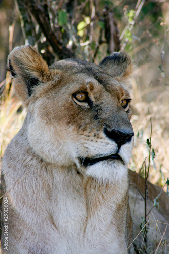 Lioness at Rest © Tina