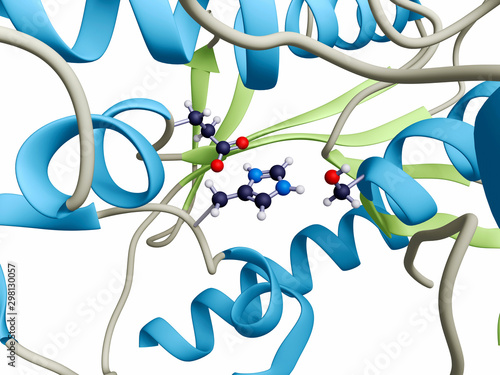 The active site of the enzyme acetylcholine esterase photo