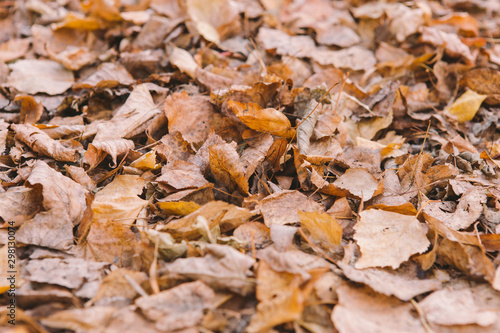 autumn foliage with trees on the ground