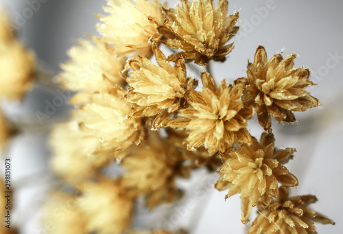 Close up of dried white wildflowers isolated on silver background