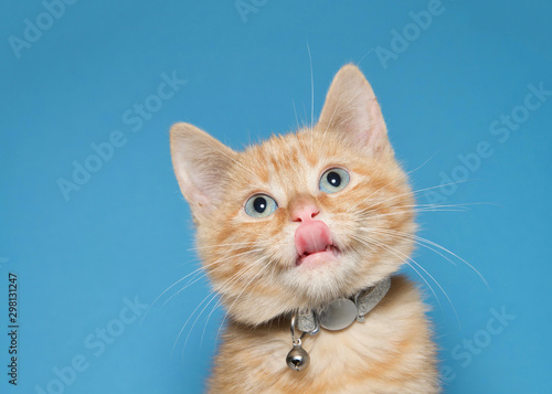 Fotografie Portrait of an adorable fluffy orange ginger tabby kitten wearing a shiny collar with bell