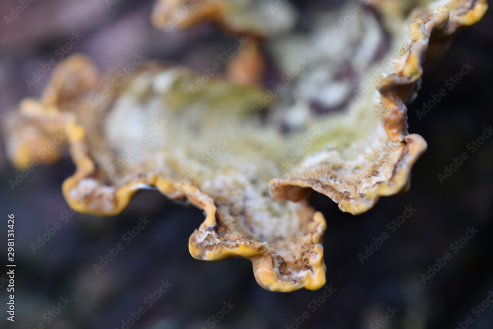 Macro image of fungus growing in a woodland on Bodmin Moor Macro image of fungus growing in a woodland on Bodmin Moor
