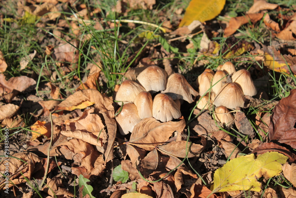 Mushrooms grow in a clearing in the autumn forest. Mushrooms grow in a clearing in the autumn forest.