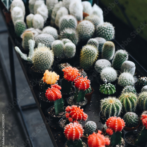 Close up of hedgehog cacti on table photo