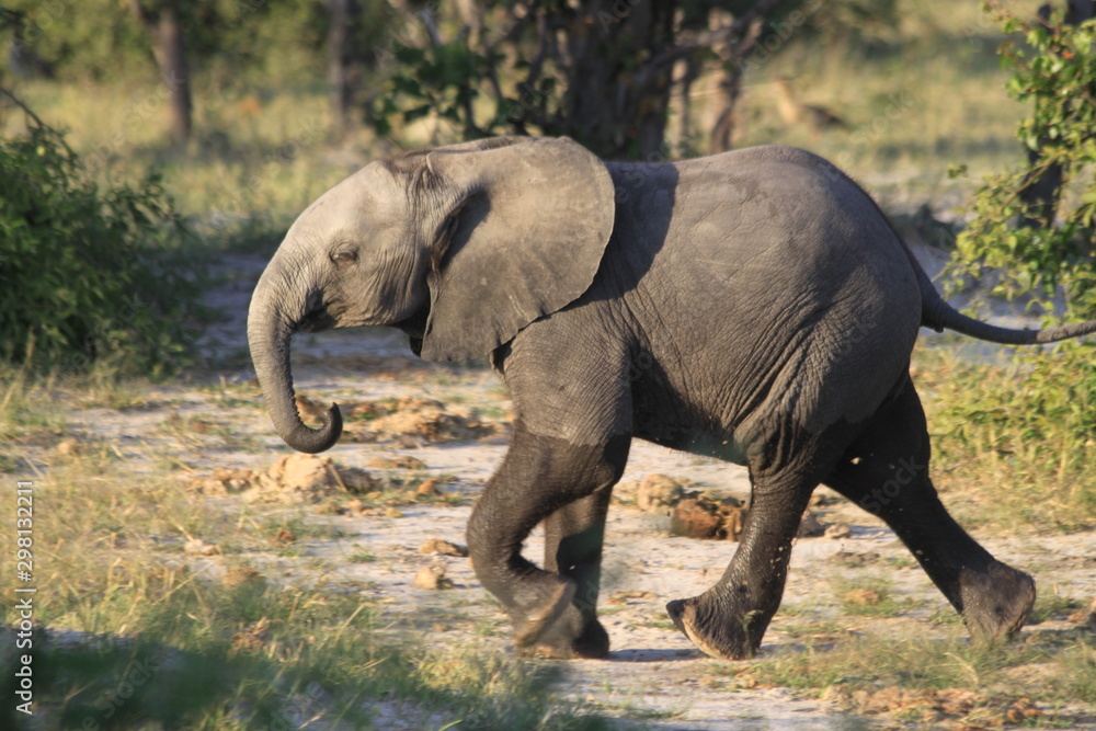 Fototapeta premium Eléphanteau en promenade
