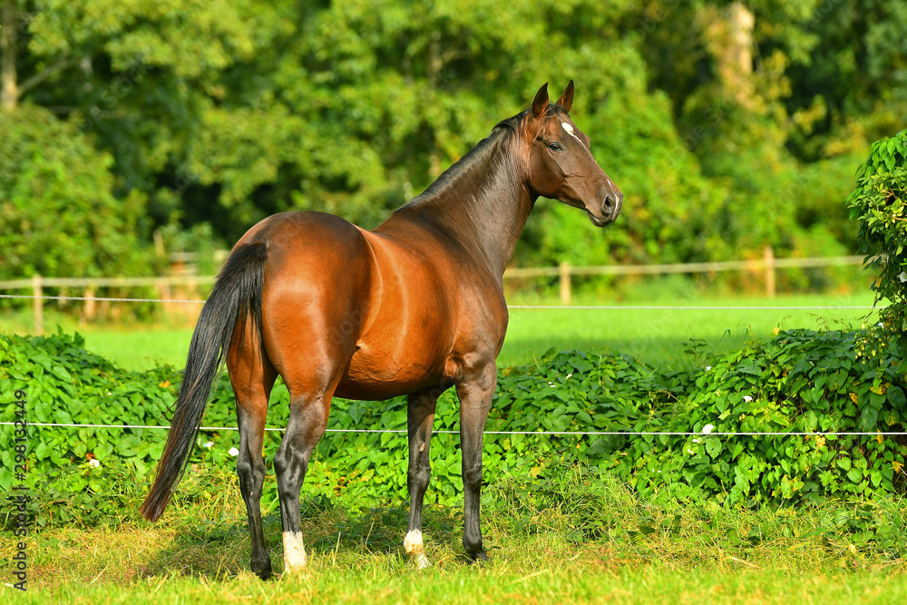 Bay horse in the pasture with electric fence in summer standing free and looking back. Bay horse in the pasture with electric fence in summer standing free and looking back.