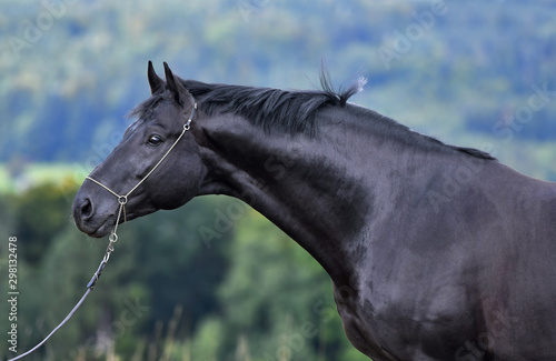 Black hannoverian horse in show halter standing in the field. Animal portrait close up. photo