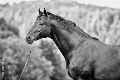 Black hannoverian horse in show halter standing in the field. Animal portrait close up, black and white.