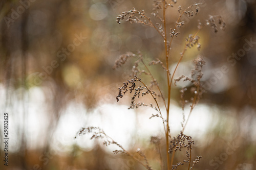 grass close up on blurred background © Ирина Разумова
