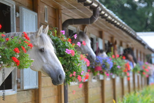 White horses in a row looking outside the open type stable decorated with flowers. Animal portrait.