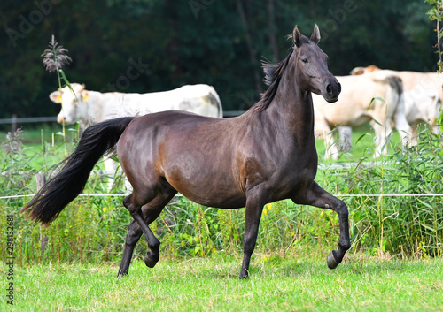 Dark bay horse runs in the pasture in trot in summer near white cows.