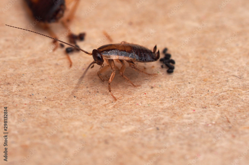 A cockroach stuck to sticky paper. Home of the harmful insect. A cockroach stuck to sticky paper. Home of the harmful insect.