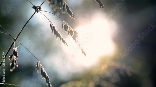 Green dew-covered grass plant in early in spring summer morning