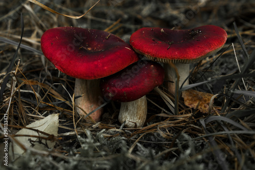 red mushroom in the forest