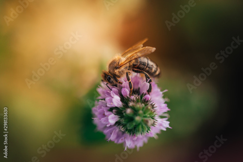Bee licking nectar, the drink of the gods, from a mint flower in late summer, while the sun is rising.