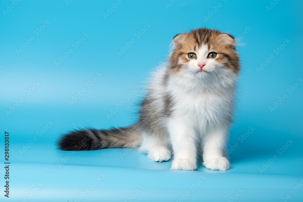 Cute British Longhair cat Cute British Longhair cat