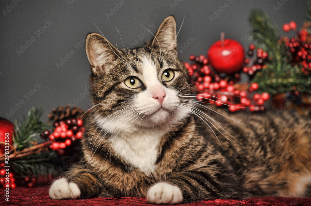 beautiful sleek brown with a white cat on a gray background in the studio with Christmas decorations