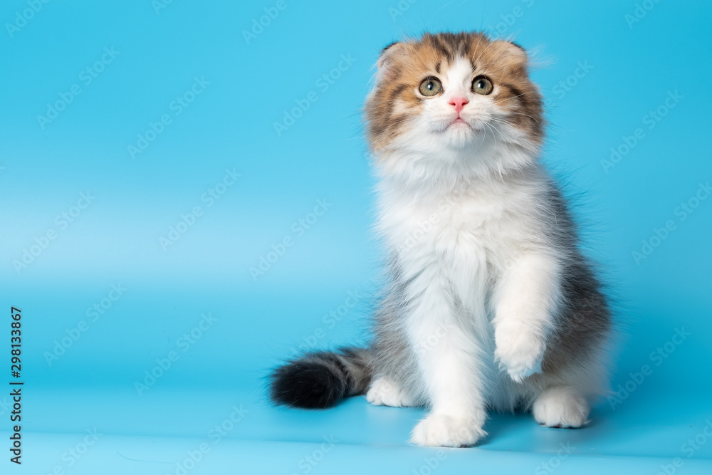 Cute British Longhair cat Cute British Longhair cat