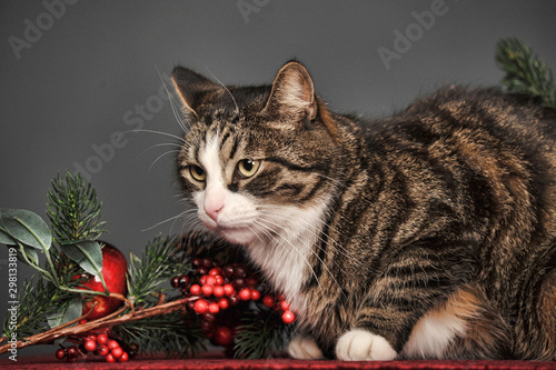 beautiful sleek brown with a white cat on a gray background in the studio with Christmas decorations