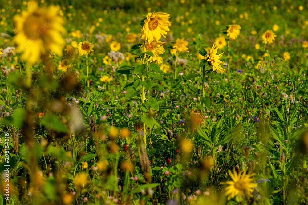 Obraz premium Morgentau Spinnennetze Blumen