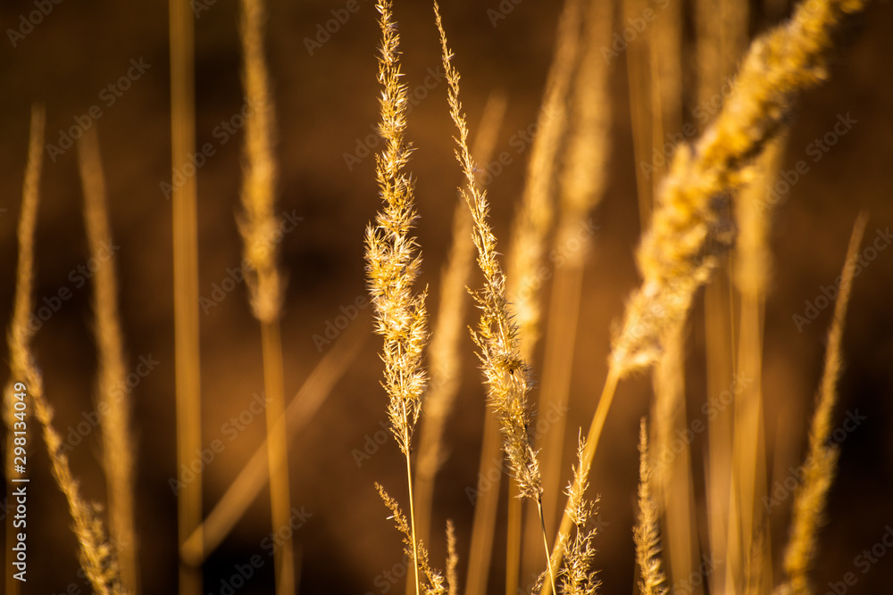 Fototapeta premium Dry yellow plants on a meadow in autumn
