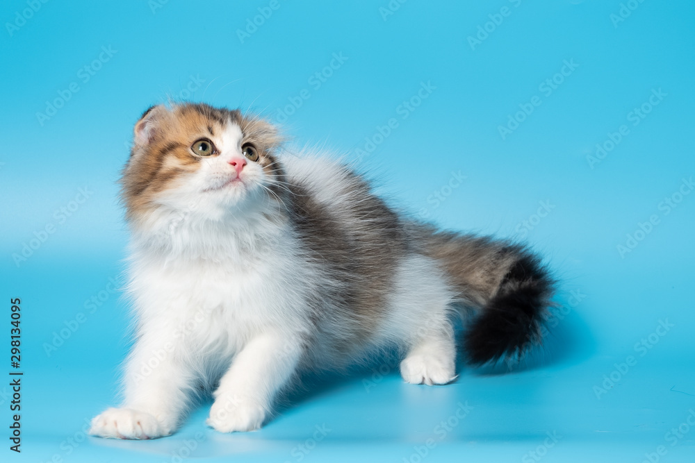 Cute British Longhair cat Cute British Longhair cat