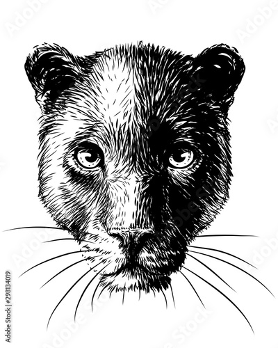 Panther. Graphic, sketchy, black and white portrait of a panther on a white background.
