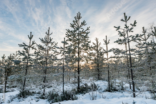 Very young pine trees, just 2-3 meters high covered by fresh soft white snow. Sun goes down between trees, half clear skies. Gold and white colors. Northern Sweden, copy space