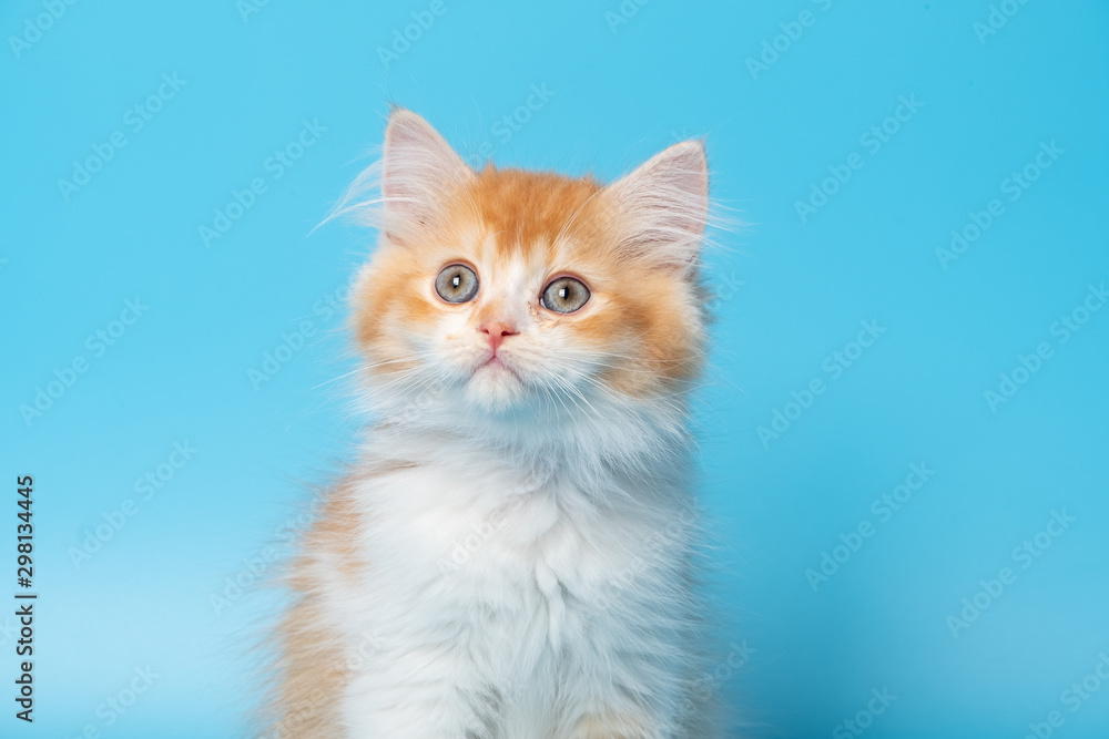 Cute British Longhair cat