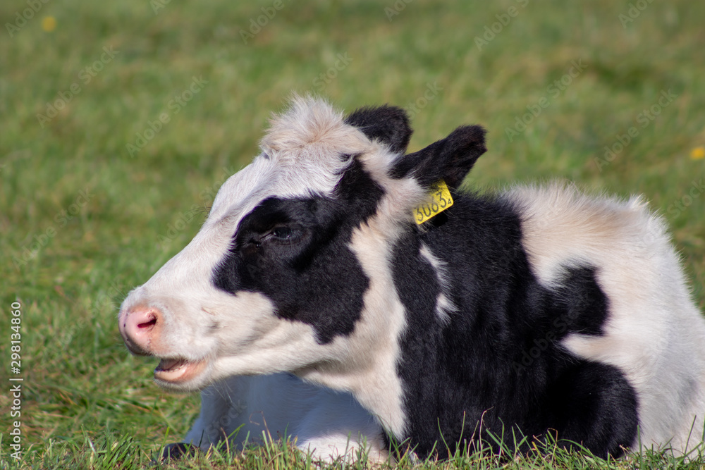 calf in the field calf in the field